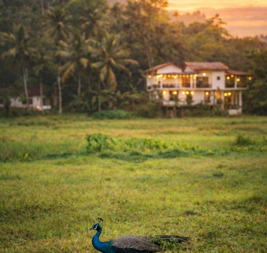 Wildlife Kingdom - Deniyaya Sinharaja