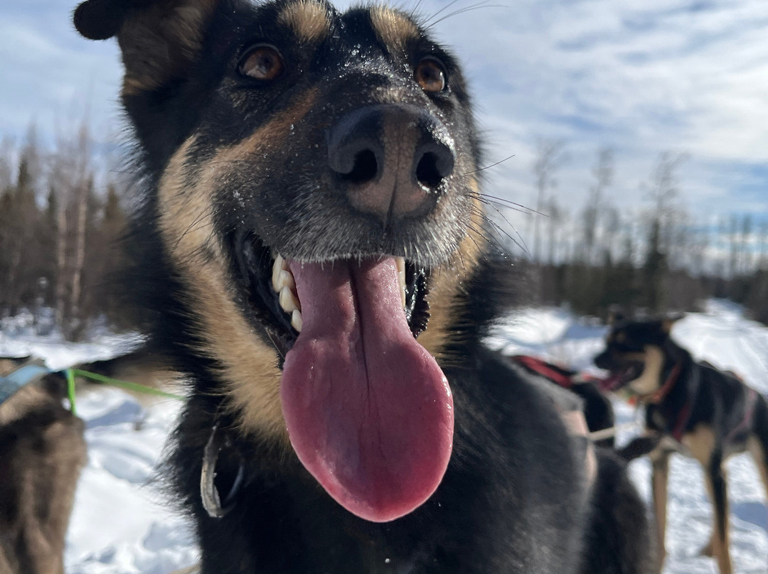 The Alaska Dogstead Mushing Company-Big Lake必去景点