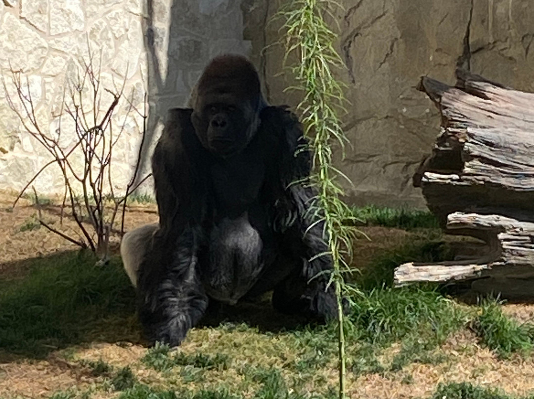 San Antonio Zoo-圣安东尼奥市必去景点