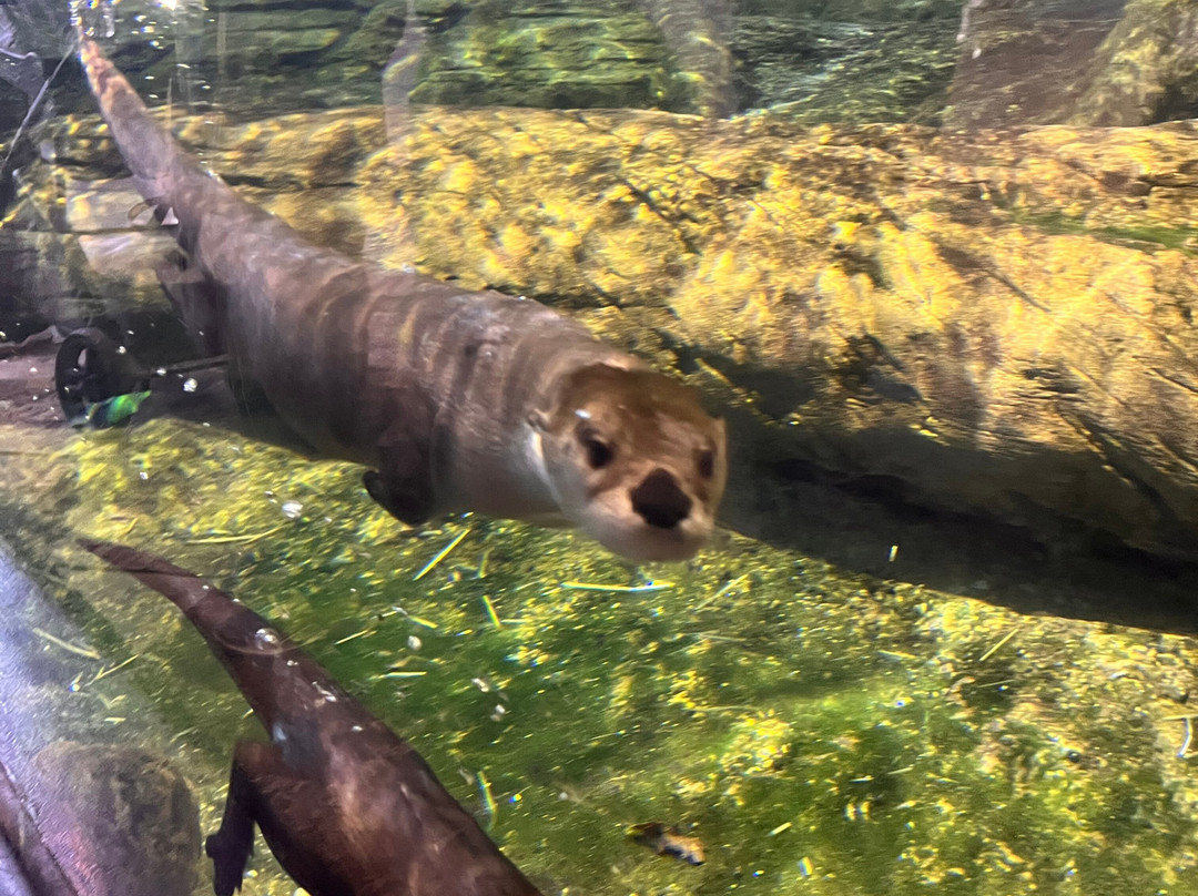 National Mississippi River Museum & Aquarium-迪比克必去景点