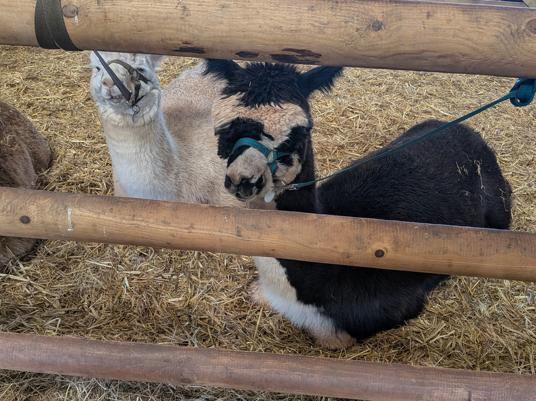 Pembrokeshire Alpaca Trekking-腾比必去景点
