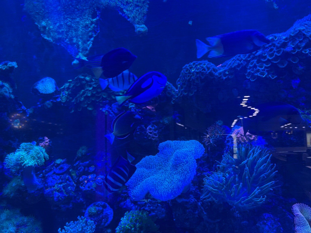Boca Aquarium-博卡拉顿必去景点