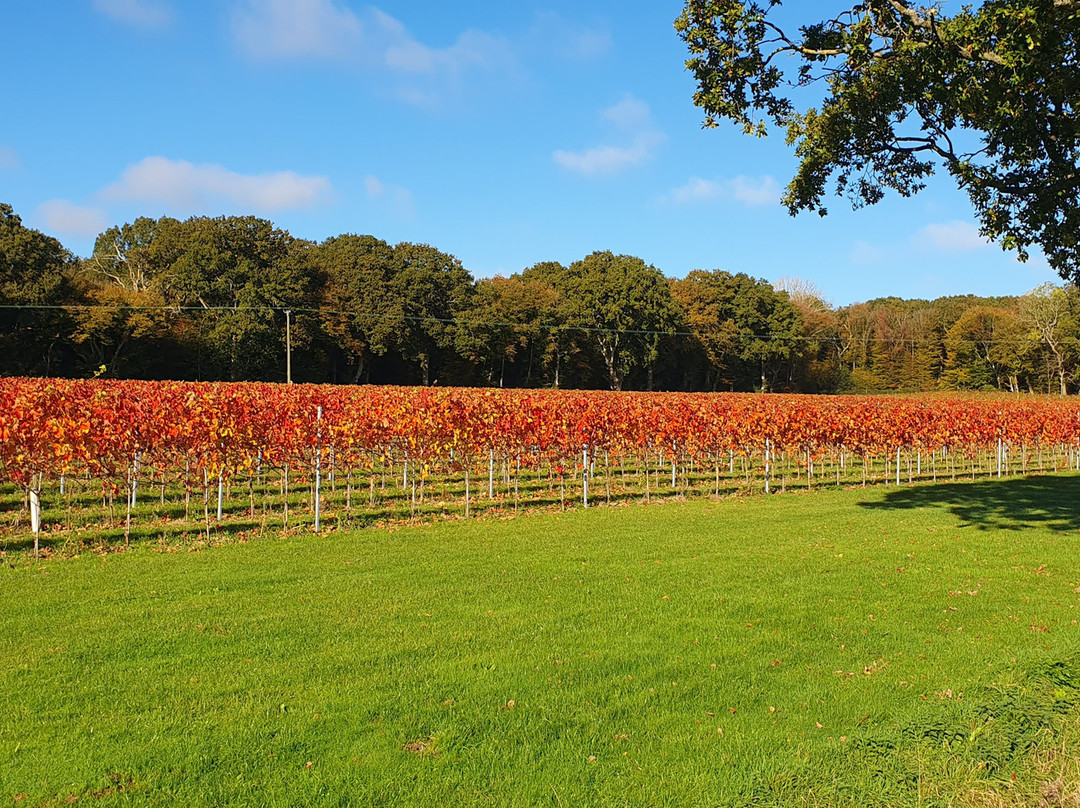 Warehorne Vineyard-阿什福德必去景点