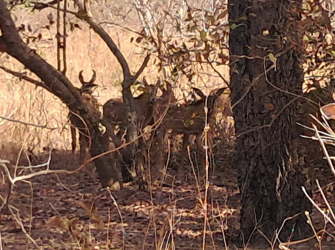 Fathala Wildlife Reserve-Dassilame Ba必去景点