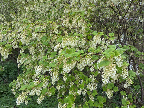 Molen van Groot (Piet)-Alkmaar必去景点
