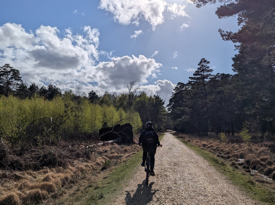Cyclexperience (new Forest)-Brockenhurst必去景点