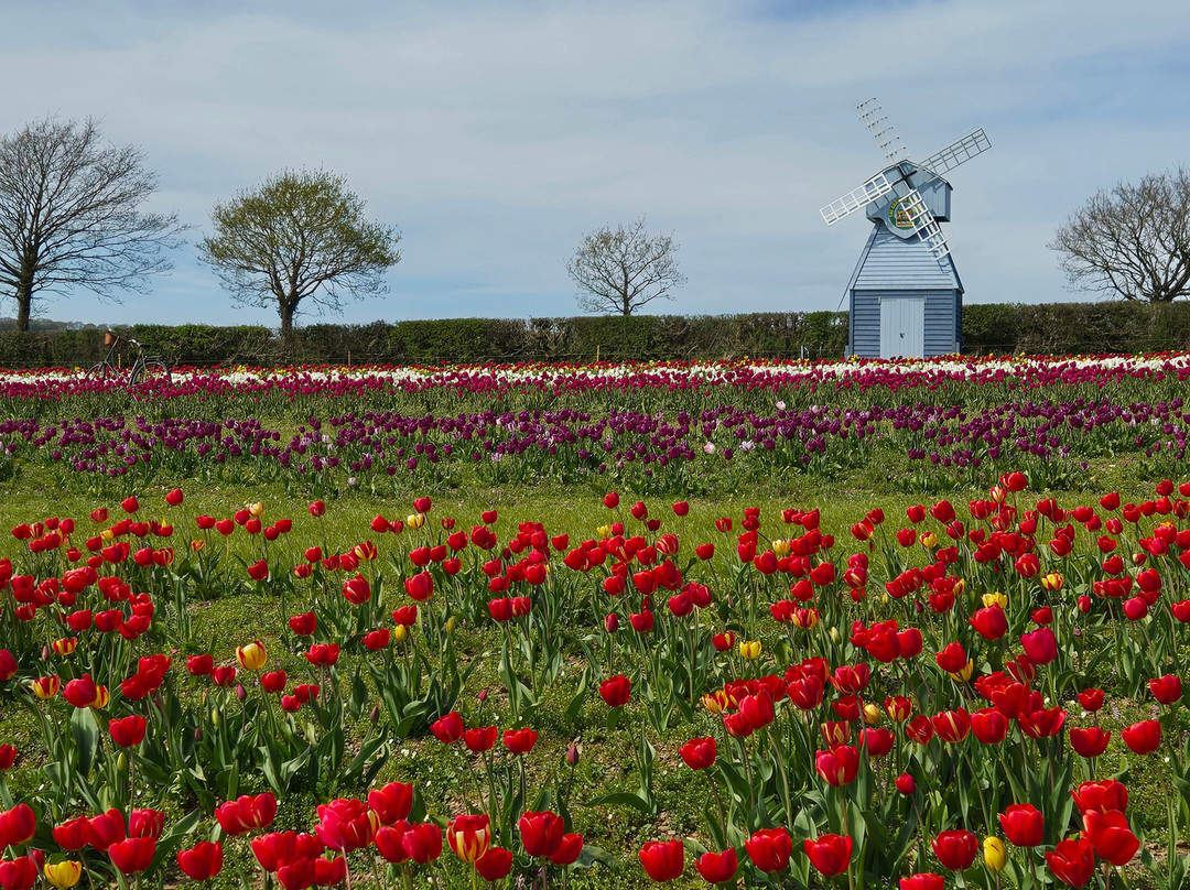 Cornish Maize Maze-Pillaton必去景点