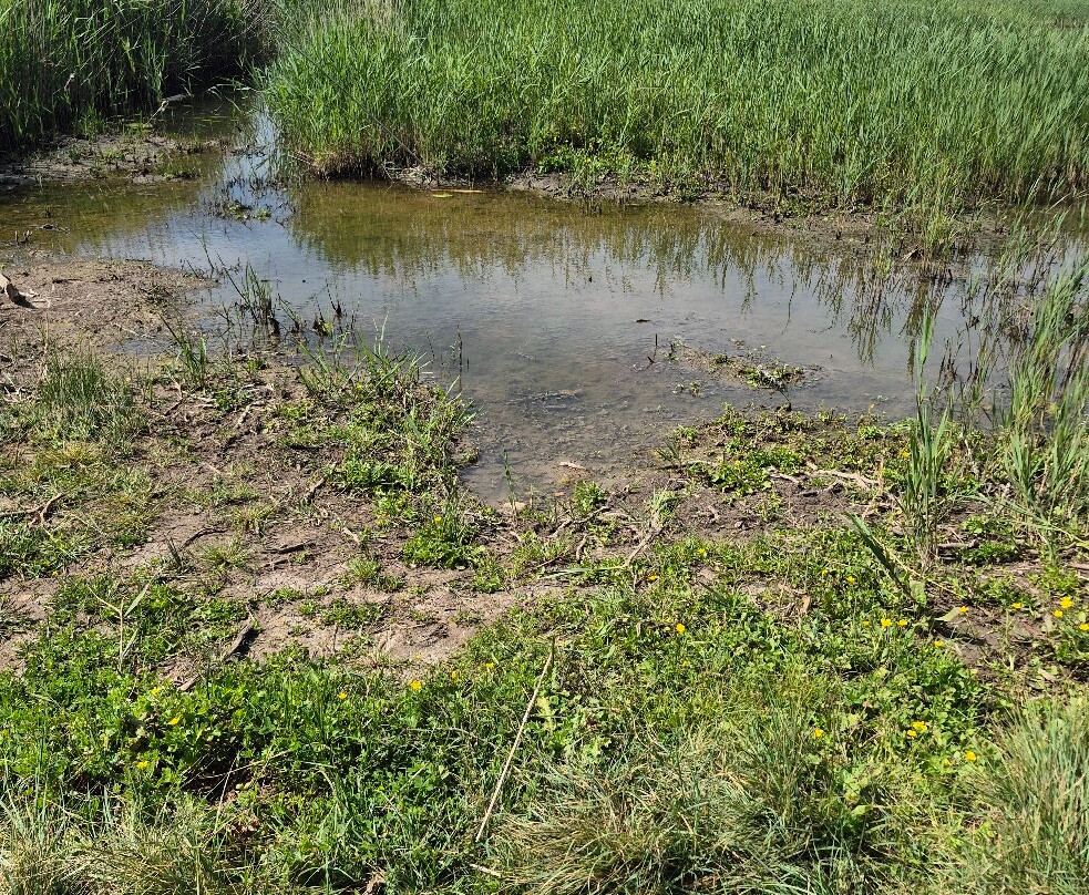 Monumento Naturale Palude di Torre Flavia-拉迪斯波利必去景点