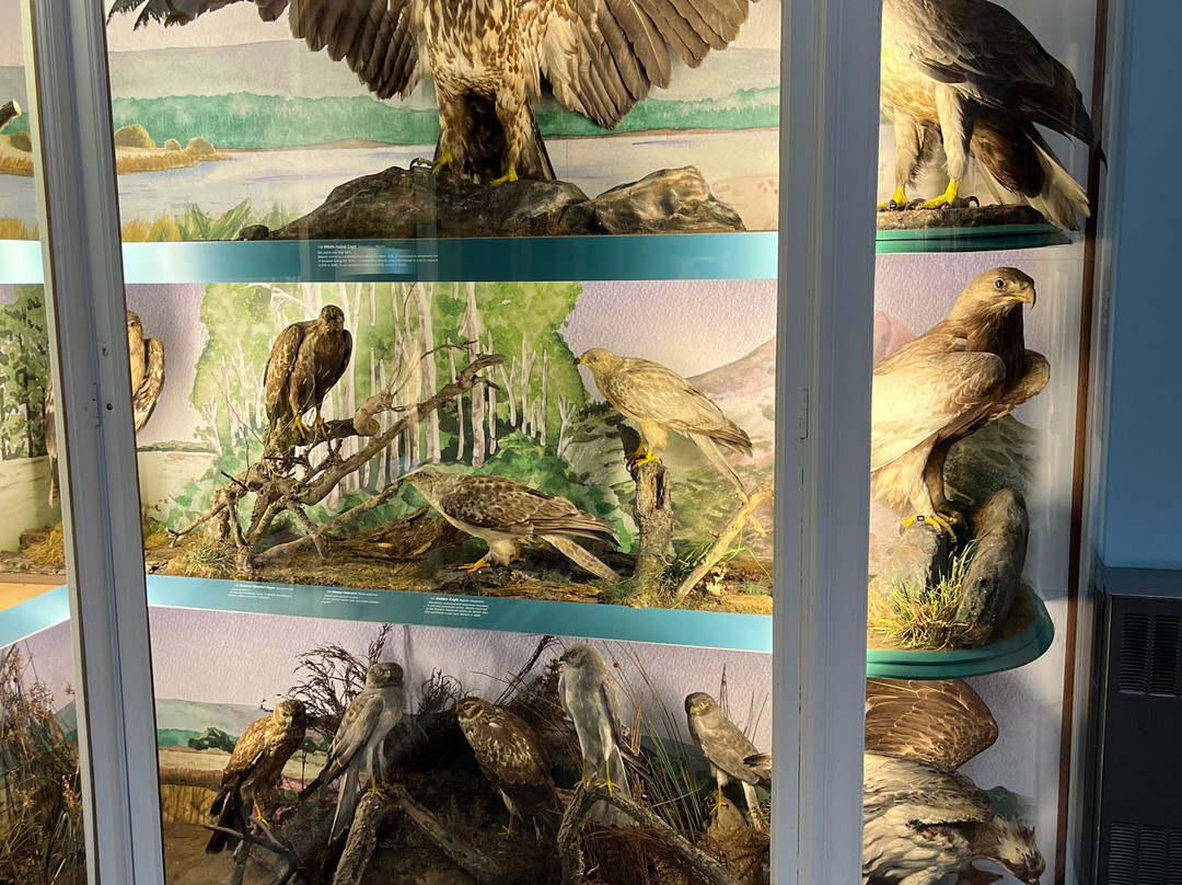 Norwich Castle Museum & Art Gallery-诺威奇必去景点