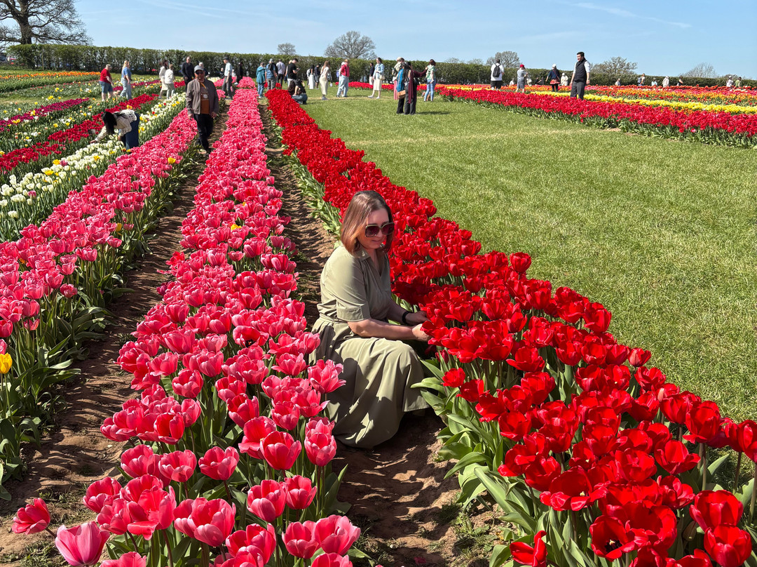Tulleys Tulip Garden - Warwickshire-沃里克必去景点