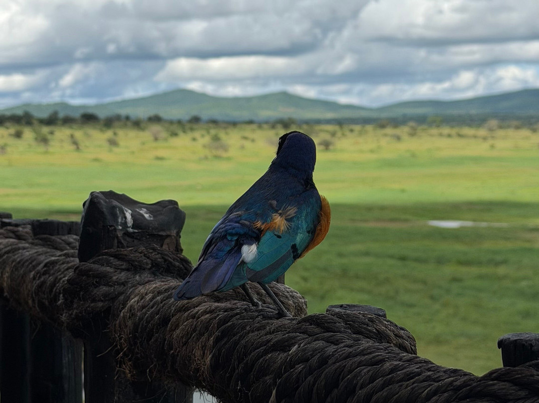 萨尔特利克野生动物园小屋主图