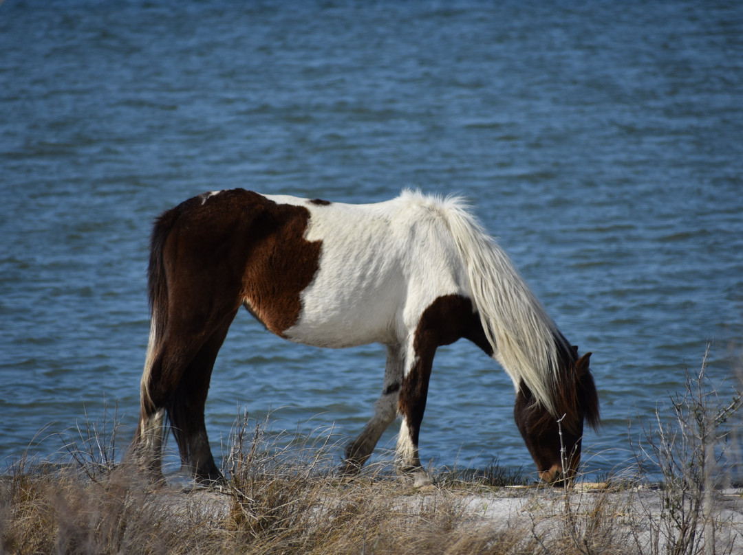 Assateague State Park-Berlin必去景点