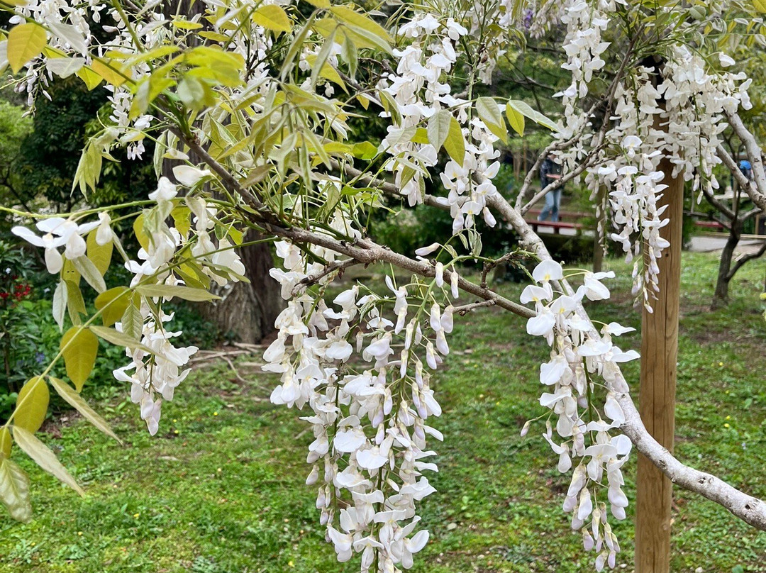 Manyo Botanical Garden-奈良市必去景点