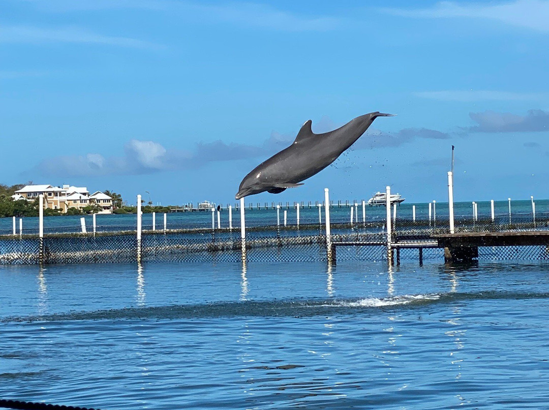 Dolphin Research Center-Grassy Key必去景点