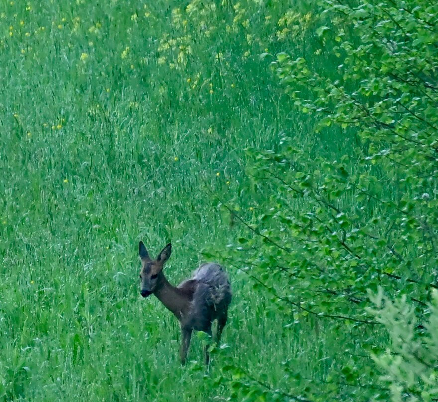 多梅因罗尼酒店主图