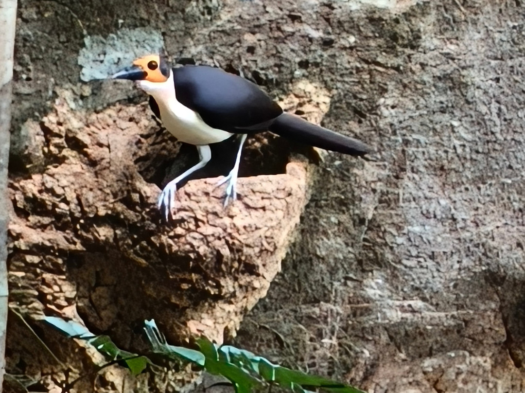 Gola Rainforest National Park-Kenema必去景点