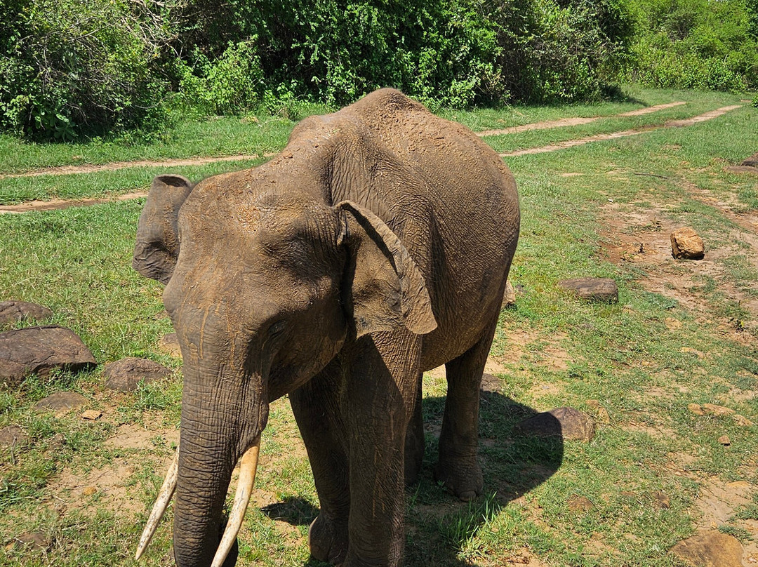 Udawalawe Safari Kingdom-乌达瓦拉瓦必去景点