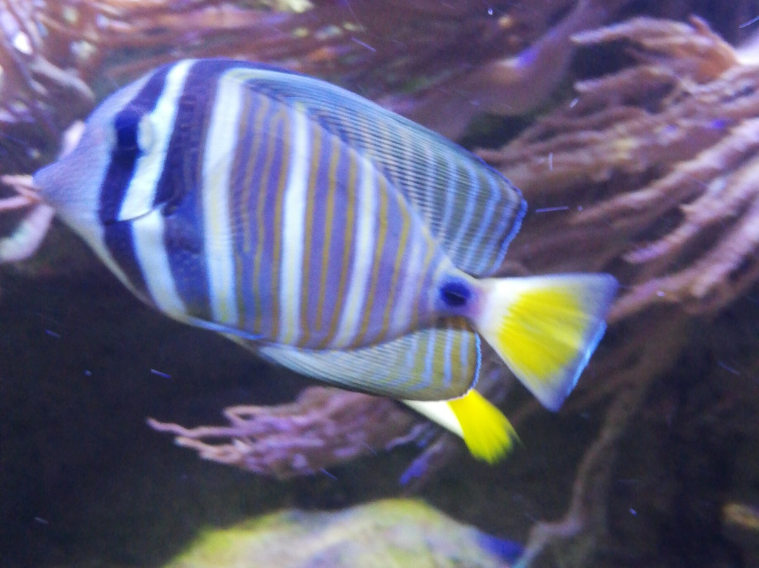 Aquarium de Vendée-Talmont Saint Hilaire必去景点