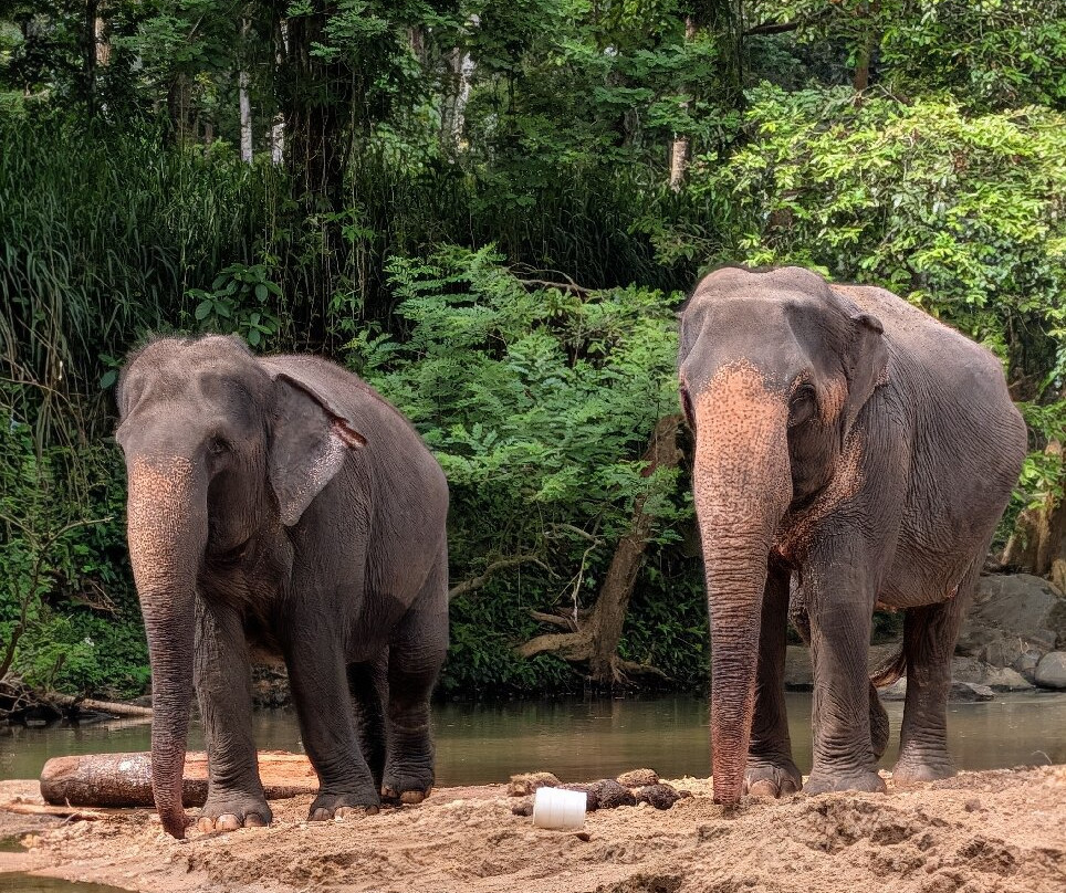 Elephant Freedom Project-凯格勒 必去景点