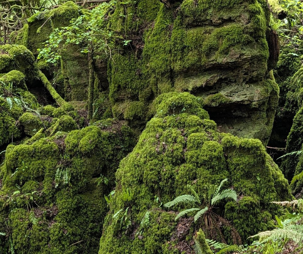 Puzzlewood-Coleford必去景点