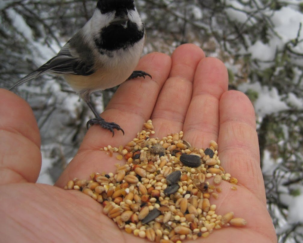 Amherst Point Bird Sanctuary-Amherst必去景点