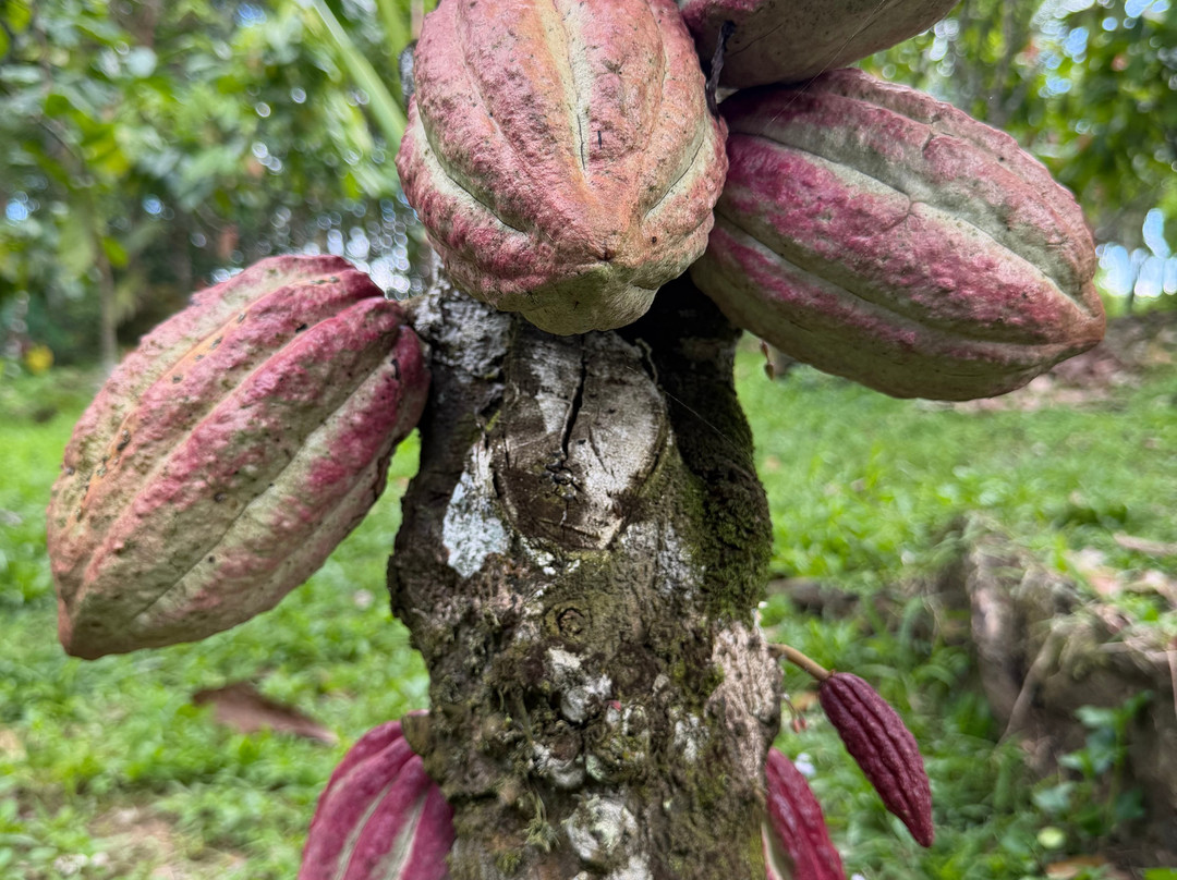 Bohol Chocolate Farm-Sagbayan必去景点