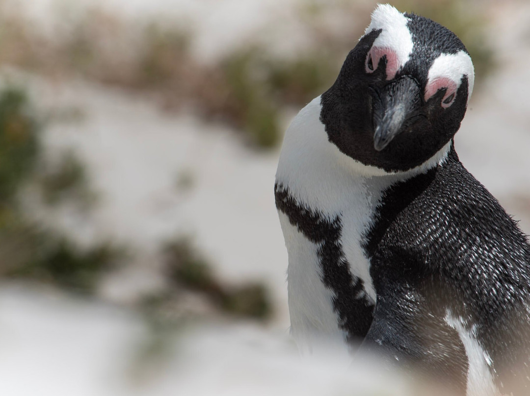 Boulders Beach Penguin Colony-西门镇必去景点