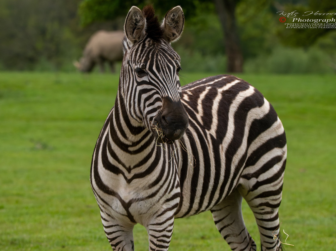 Knowsley Safari-Prescot必去景点