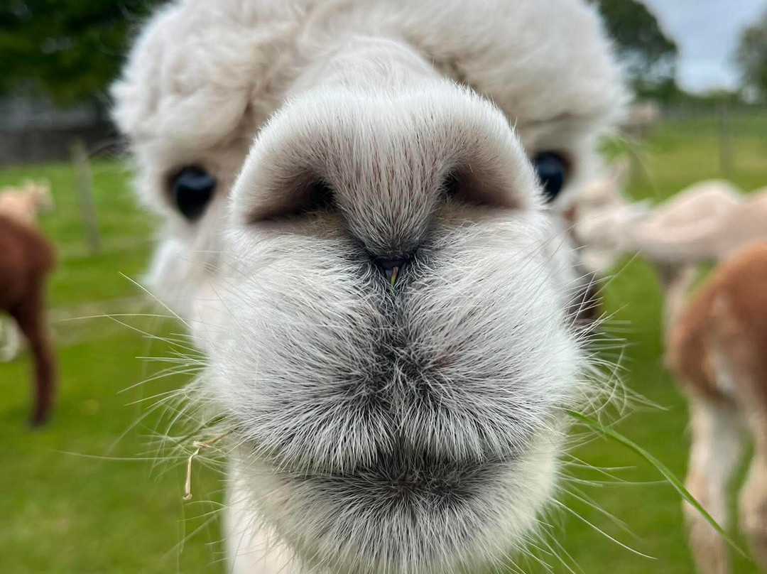 Bardsea Alpacas And Llamas-Bardsea必去景点