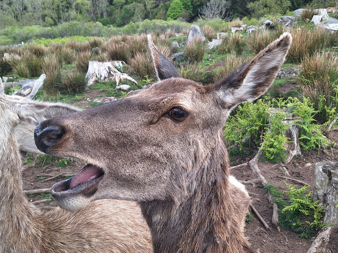 Bainloch Deer Park-Dalbeattie必去景点