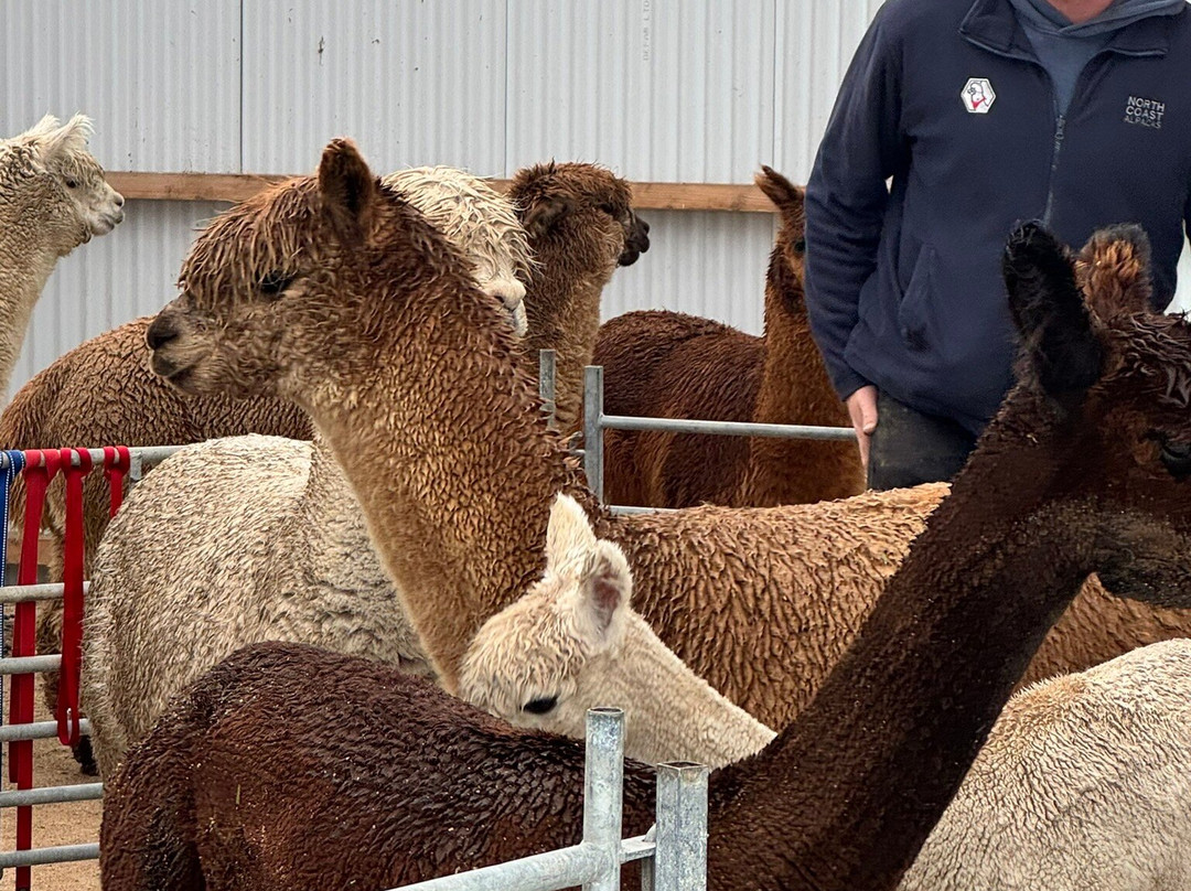 North Coast Alpacas-科尔雷恩必去景点