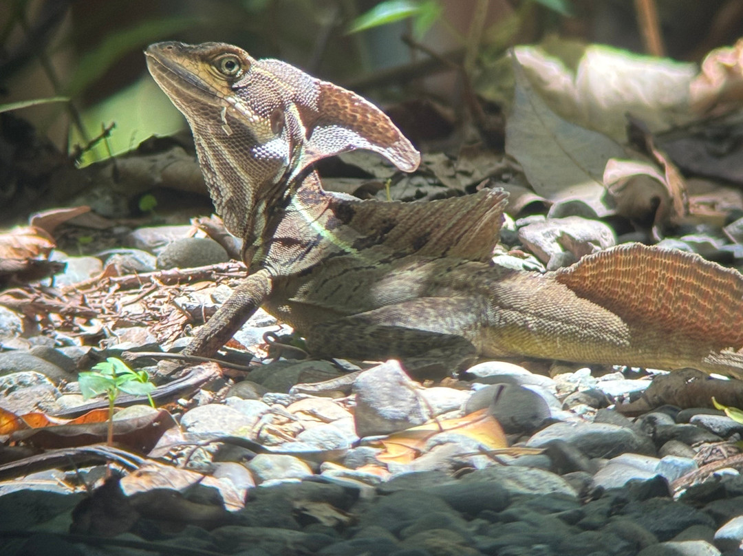 SimbiOsa Wild Costa Rica-哥斯达黎加安东尼奥国家公园必去景点