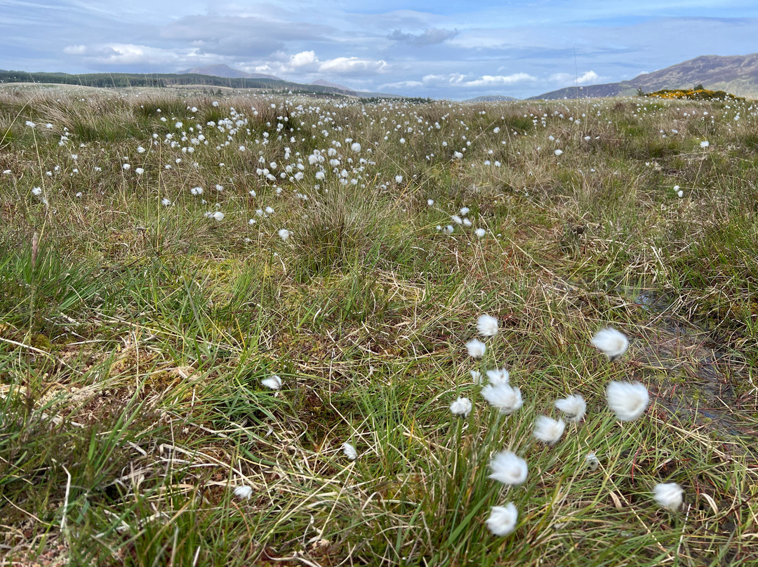 Machrie Moor Stone Circles-Isle of Arran必去景点