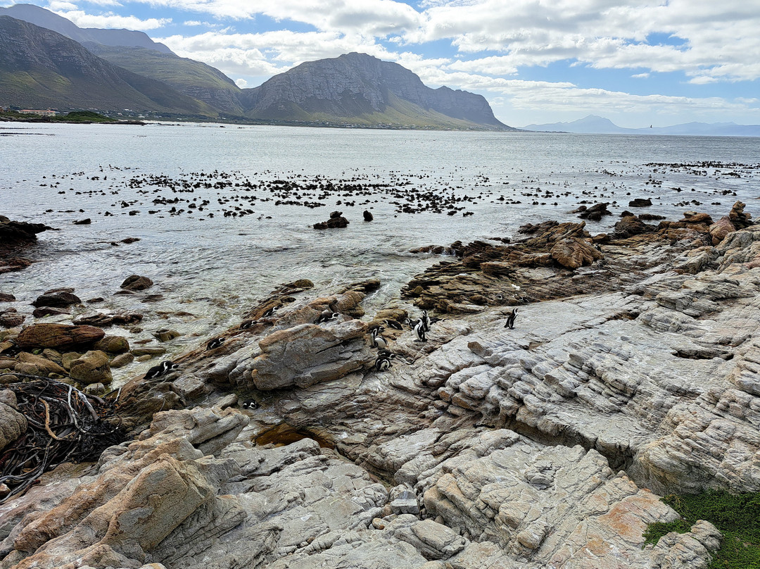 Stony Point Nature Reserve-Betty's Bay必去景点