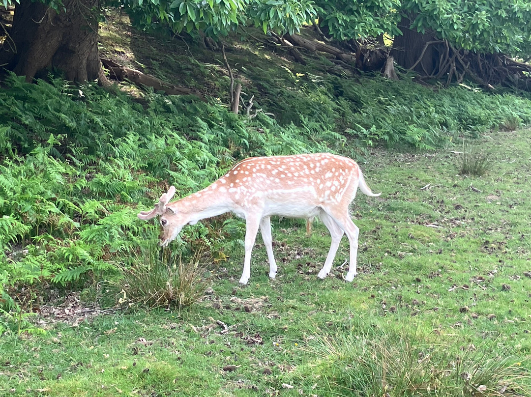 Knole Park-Sevenoaks必去景点