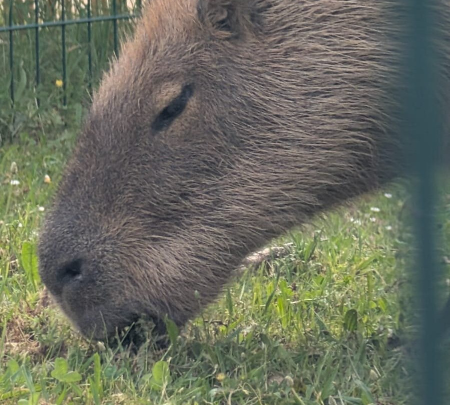 La Tanière - Zoo Refuge-Nogent-le-Phaye必去景点