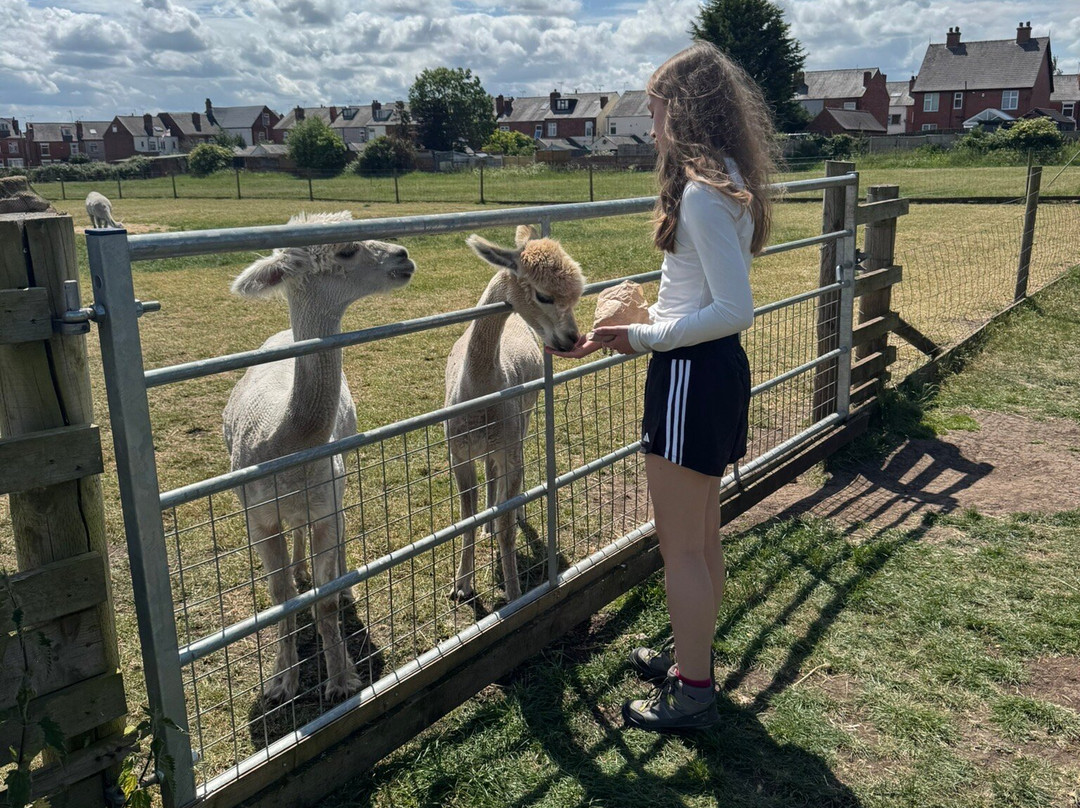 Willow Tree Family Farm-Shirebrook必去景点