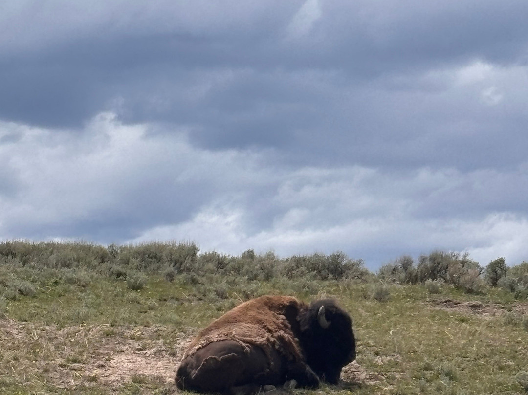Buffalo Roam Tours - Day Tours-杰克逊必去景点