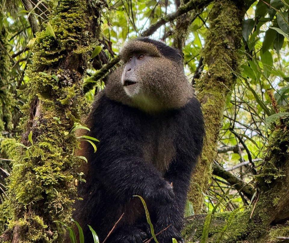 Mgahinga Gorilla National Park-Kisoro必去景点