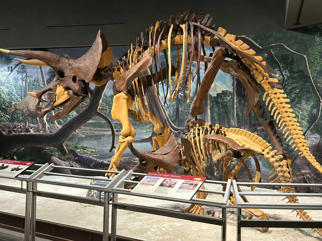 Museum of the Rockies-博兹曼必去景点