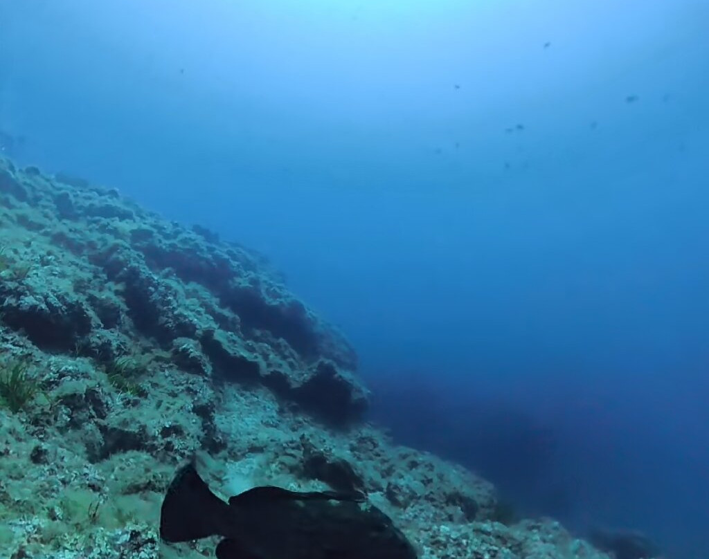 Lustrica diving-Ustica必去景点