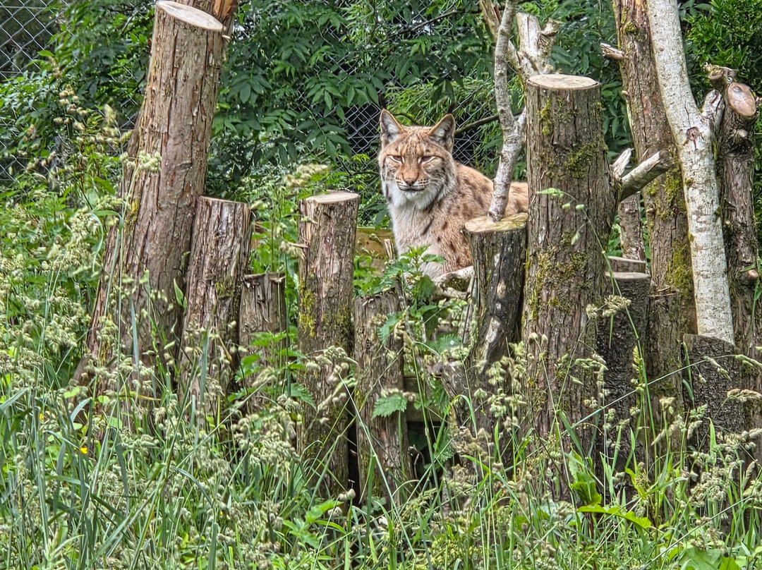 Dartmoor Zoological Society-Sparkwell必去景点