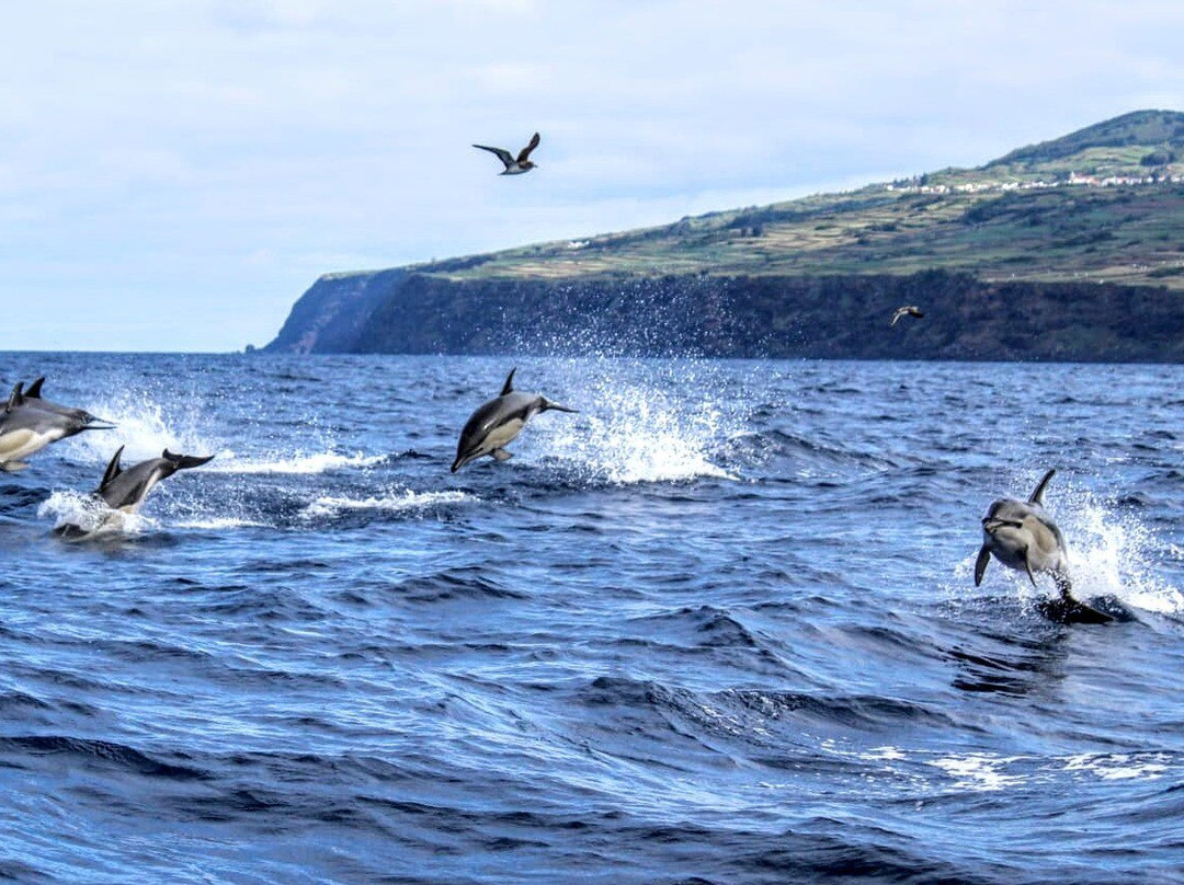 Water4fun - Whale Watching Terceira island-亚速尔群岛英雄港中心区必去景点