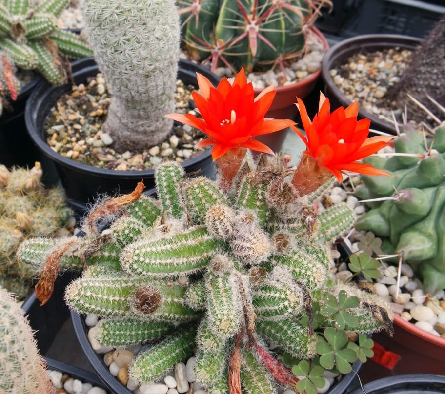 Greenhouse of Exotic Plants-Lazarevskoye必去景点