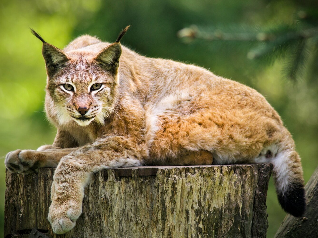 Wildpark Schwarze Berge-罗森加滕必去景点