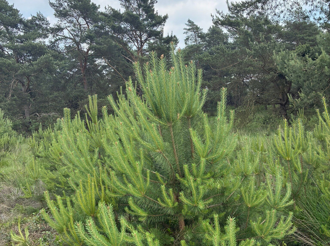 Nationale Park Hoge Veluwe-奥特洛必去景点
