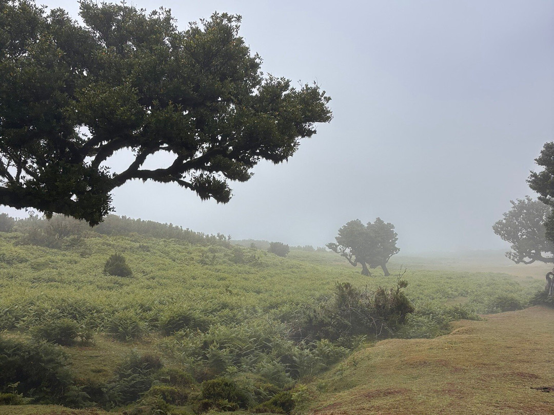 Posto Florestal Fanal-莫尼什港必去景点