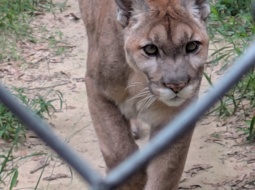 Bear Creek Feline Center-巴拿马城必去景点