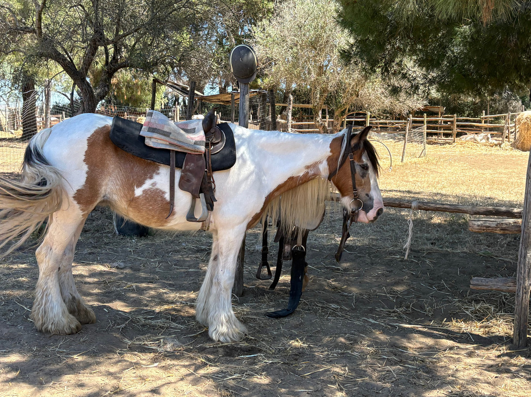 Family Horses 373-5361953-Marina di Ginosa必去景点