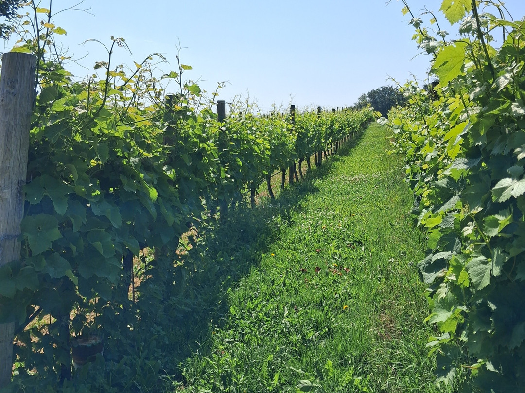 Woodchester Valley Vineyard-斯特劳德必去景点